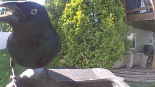 common grackle