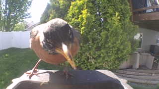 american robin