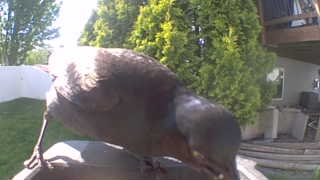 virginia rail