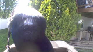 common grackle
