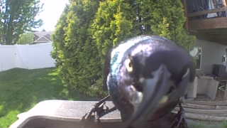common grackle