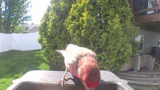 purple finch
