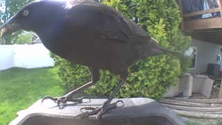 common grackle