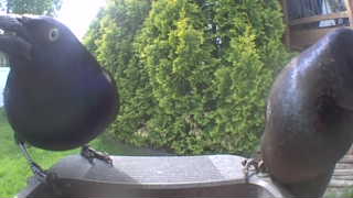 american crow