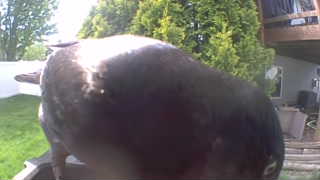 Unidentified clip