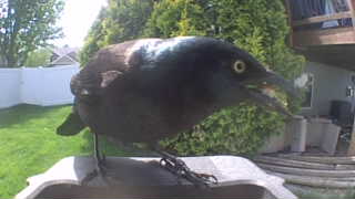 common grackle