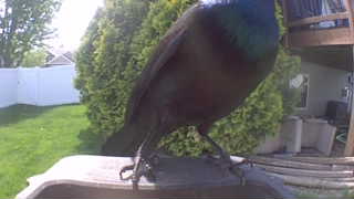 common grackle