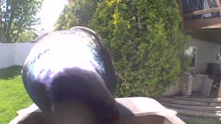 rock pigeon