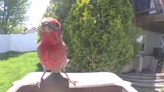 purple finch