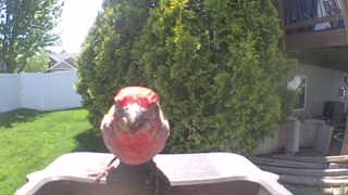 house finch