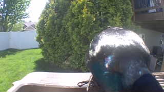 mallard