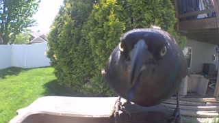 american crow