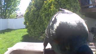 american crow