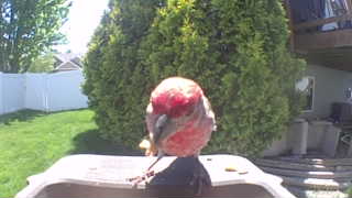 purple finch