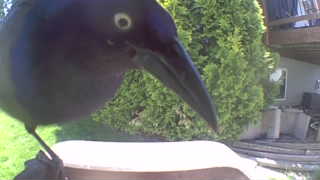 common grackle