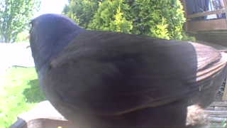 common grackle