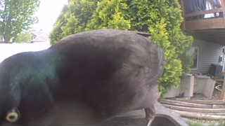 rock pigeon