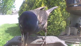 common grackle