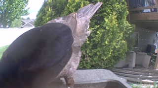 red-tailed hawk
