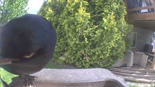 common grackle