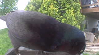 common grackle