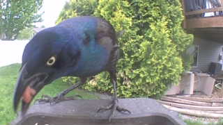 common grackle