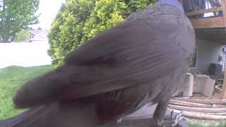 common grackle