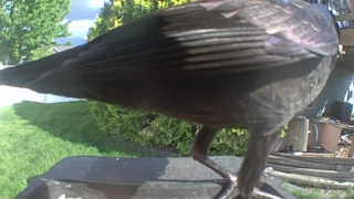 american crow
