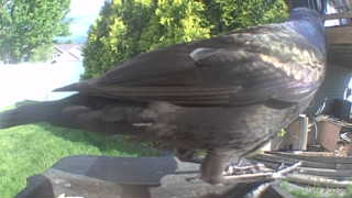 common grackle