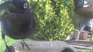 common grackle