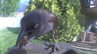common grackle