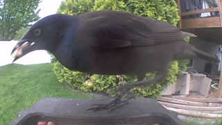 common grackle