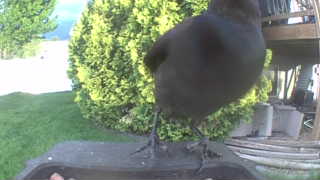 american crow