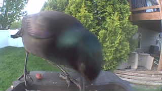 common grackle