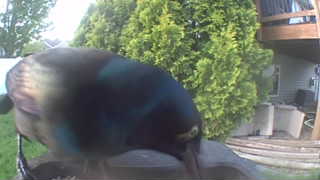 common grackle