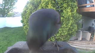 american crow