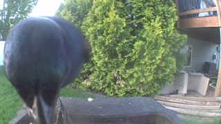 european starling