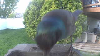 common grackle