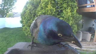 common grackle