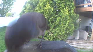 common grackle