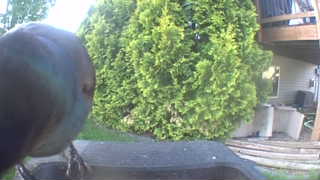 rock pigeon