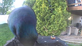 common grackle