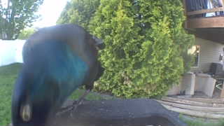 common grackle