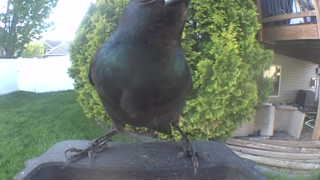 common grackle