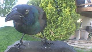 common grackle