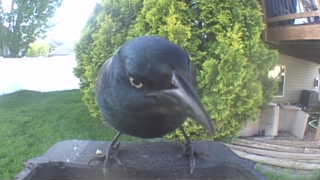 common grackle