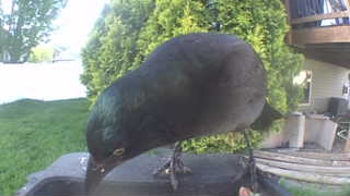 common grackle