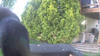 american crow
