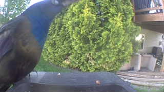 common grackle