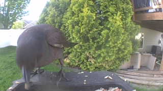 common grackle